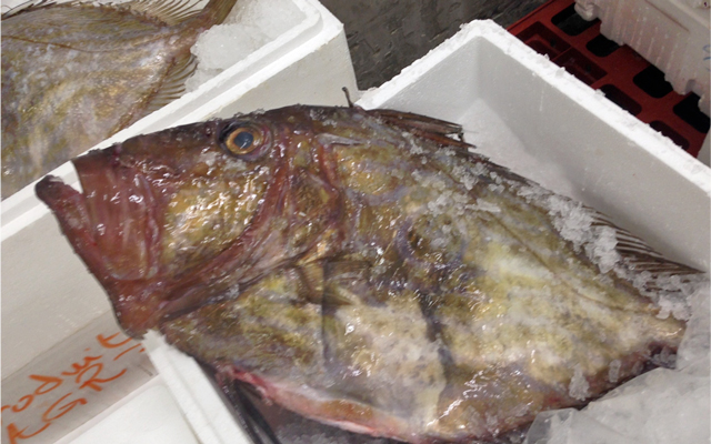 La Cri E De Lorient Accueille Les Poissons Du Maroc Produits De La Mer